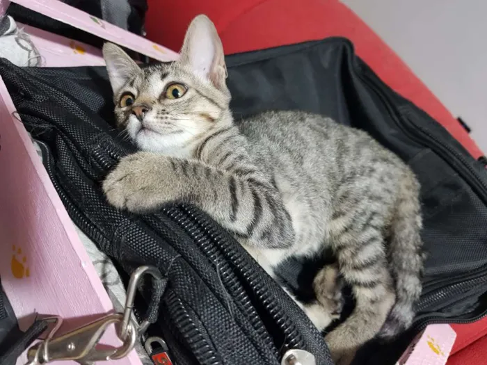 Gato ra a Srd idade 2 a 6 meses nome Flor
