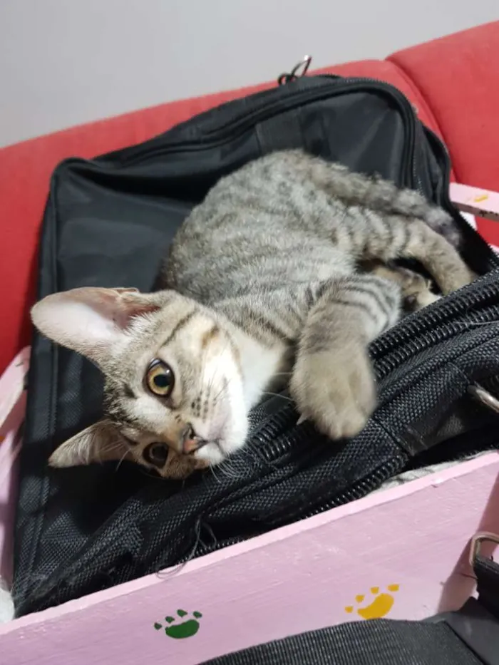 Gato ra a Srd idade 2 a 6 meses nome Flor