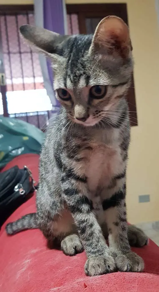 Gato ra a Srd idade 2 a 6 meses nome Flor