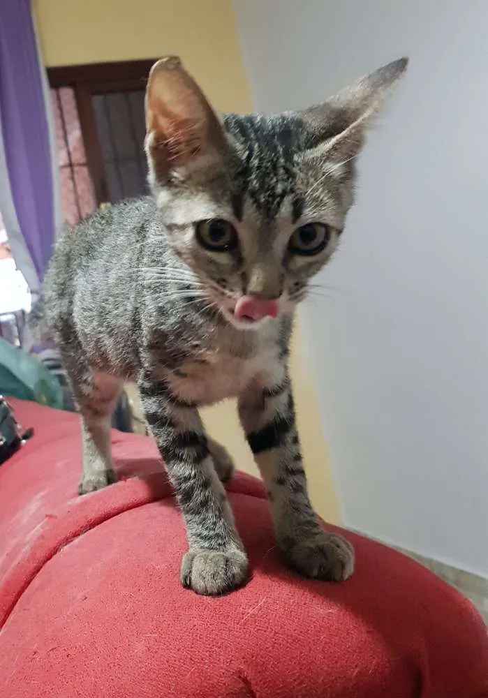 Gato ra a Srd idade 2 a 6 meses nome Flor