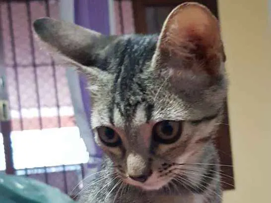 Gato ra a Srd idade 2 a 6 meses nome Flor