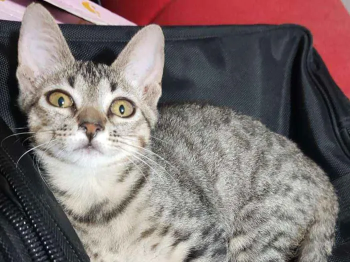 Gato ra a Srd idade 2 a 6 meses nome Flor