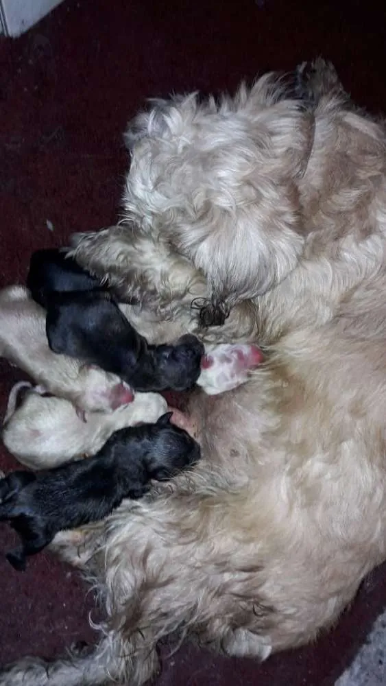 Cachorro raça Vira lata idade Abaixo de 2 meses nome Sem nome