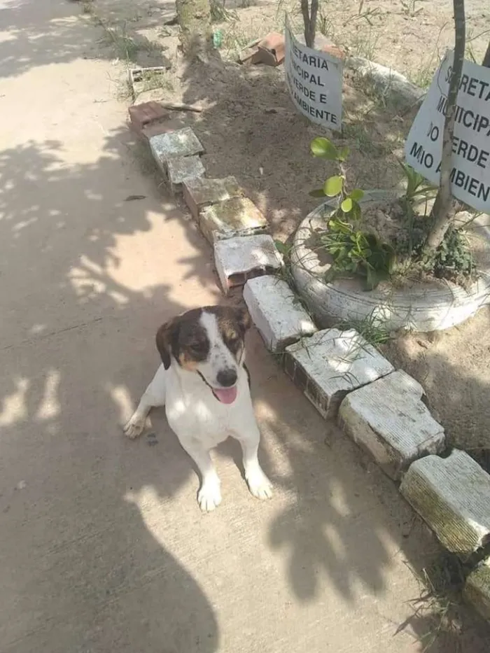 Cachorro ra a Srd idade 2 anos nome Rubi