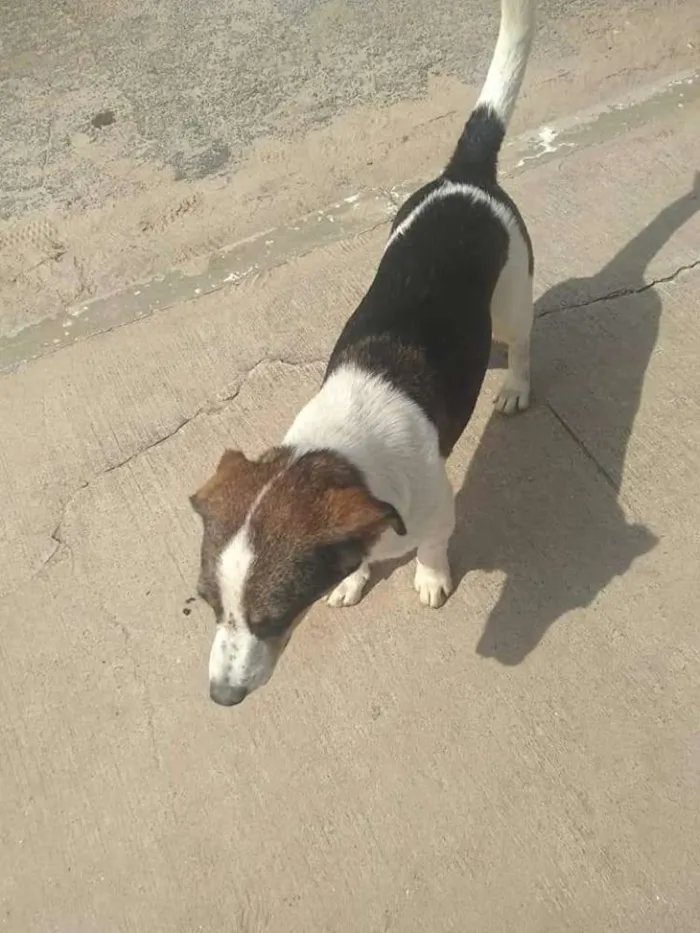 Cachorro ra a Srd idade 2 anos nome Rubi