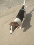 Rubi