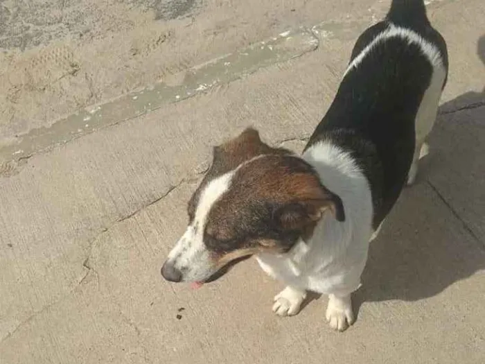 Cachorro ra a Srd idade 2 anos nome Rubi
