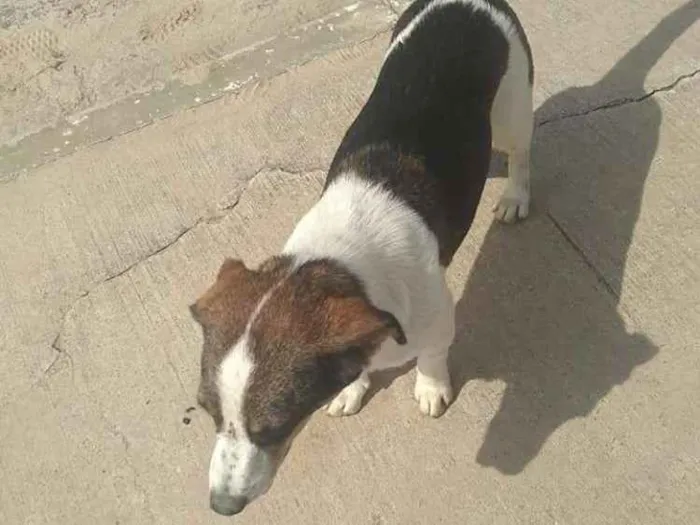 Cachorro ra a Srd idade 2 anos nome Rubi