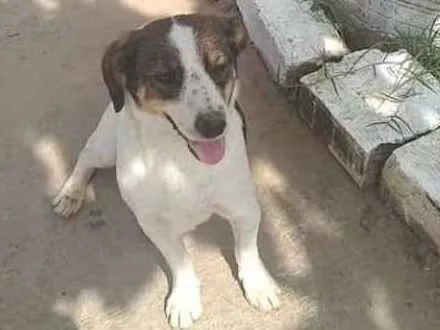 Cachorro ra a Srd idade 2 anos nome Rubi
