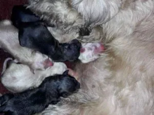 Cachorro raça Vira lata idade Abaixo de 2 meses nome Sem nome
