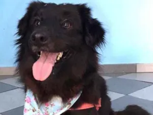 Cachorro raça Srd idade 2 anos nome Elis