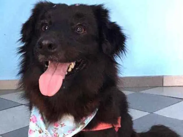 Cachorro ra a Srd idade 2 anos nome Elis