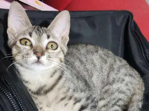 Gato raça Srd idade 2 a 6 meses nome Flor