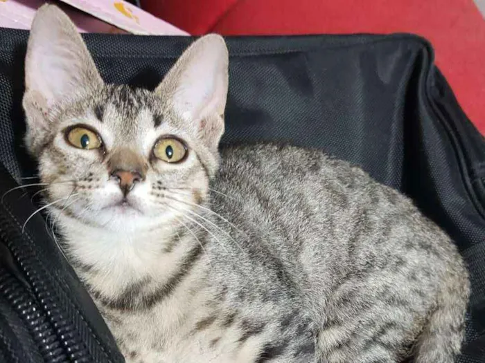 Gato ra a Srd idade 2 a 6 meses nome Flor