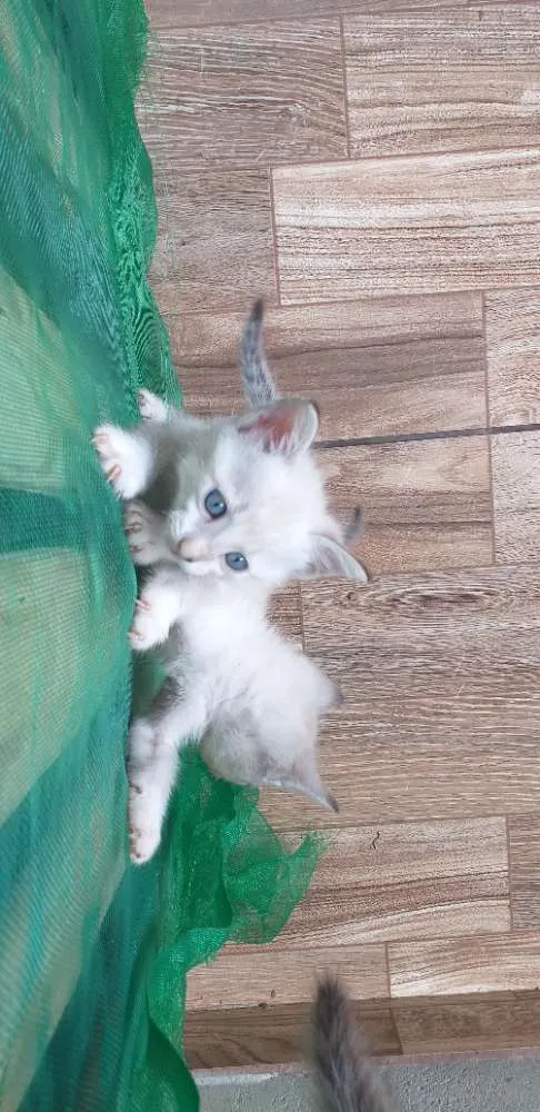 Gato ra a Cianes idade Abaixo de 2 meses nome Não tem nome 