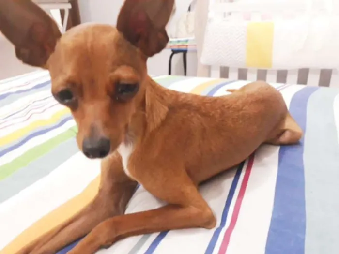 Cachorro ra a Pinscher idade 3 anos nome Sherlock e House