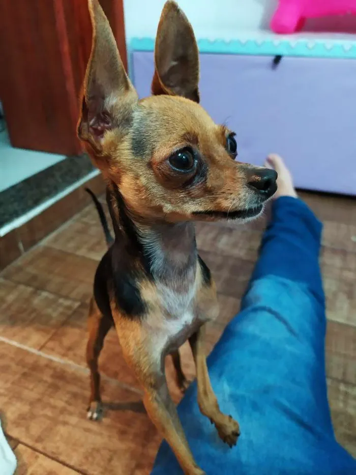 Cachorro ra a Pinscher idade 3 anos nome Sherlock e House