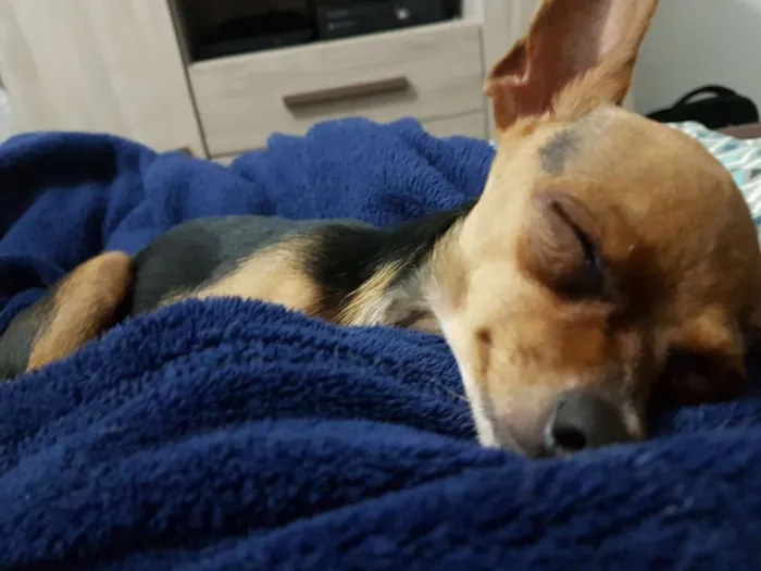 Cachorro ra a Pinscher idade 3 anos nome Sherlock e House