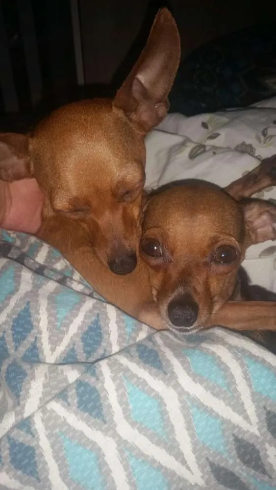Cachorro ra a Pinscher idade 3 anos nome Sherlock e House