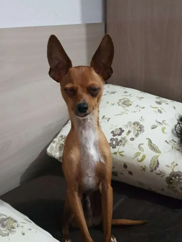Cachorro ra a Pinscher idade 3 anos nome Sherlock e House