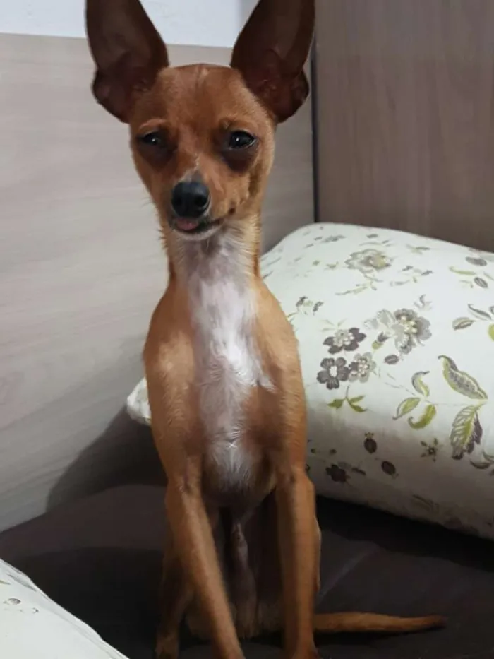 Cachorro ra a Pinscher idade 3 anos nome Sherlock e House