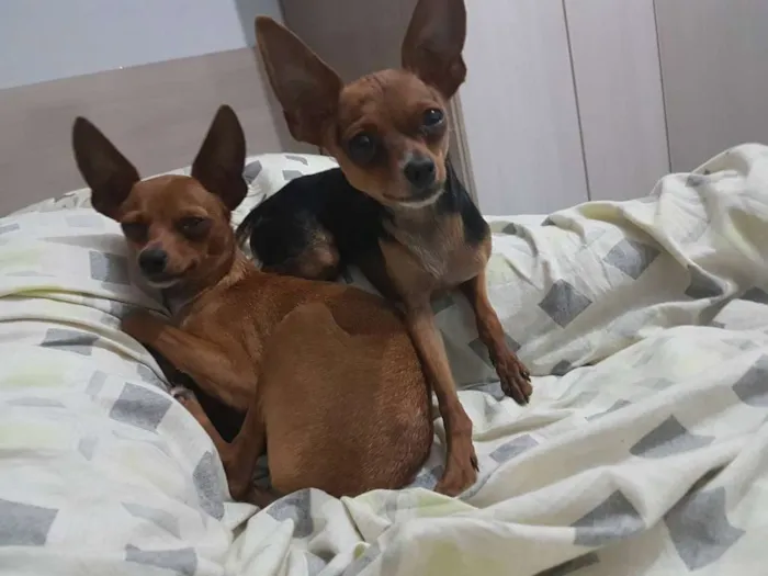 Cachorro ra a Pinscher idade 3 anos nome Sherlock e House