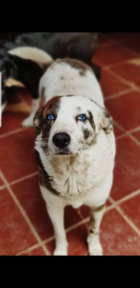 Cachorro ra a SRD idade 3 anos nome Lua