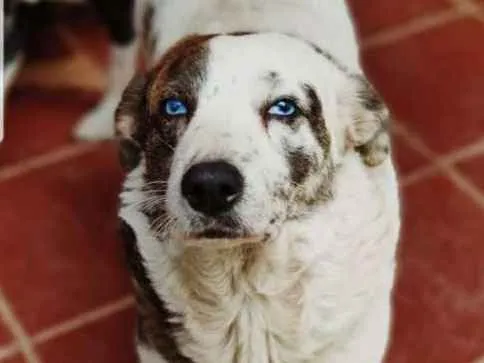 Cachorro ra a SRD idade 3 anos nome Lua