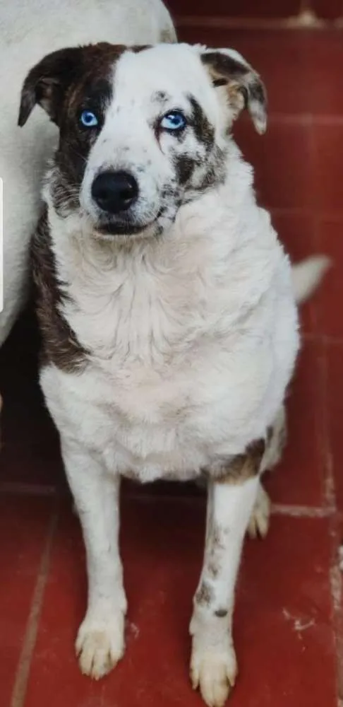 Cachorro ra a SRD idade 3 anos nome Lua