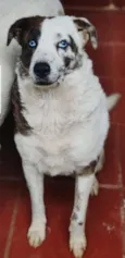 Lua