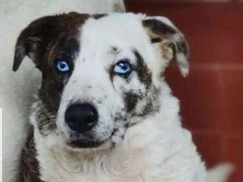 Cachorro ra a SRD idade 3 anos nome Lua