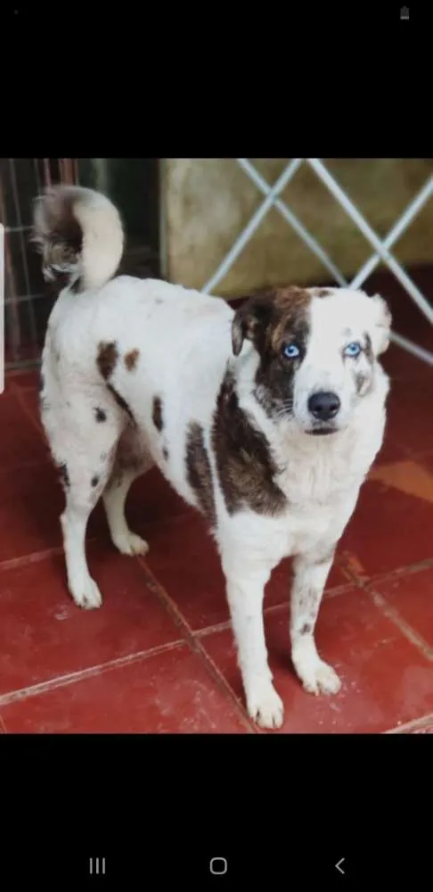 Cachorro ra a SRD idade 3 anos nome Lua
