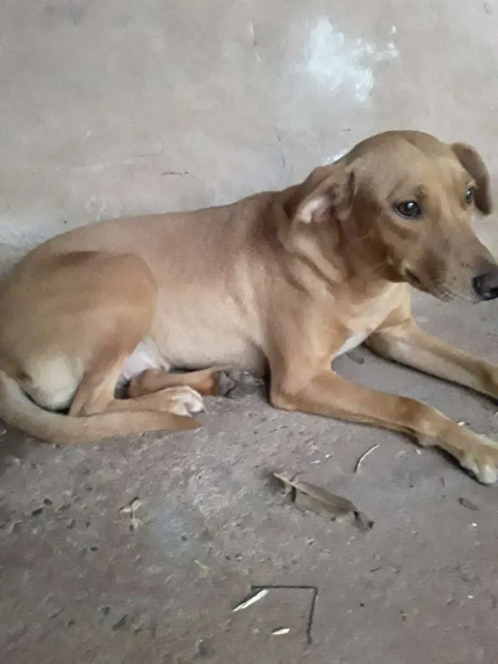 Cachorro ra a Vira lata idade 2 a 6 meses nome Lili