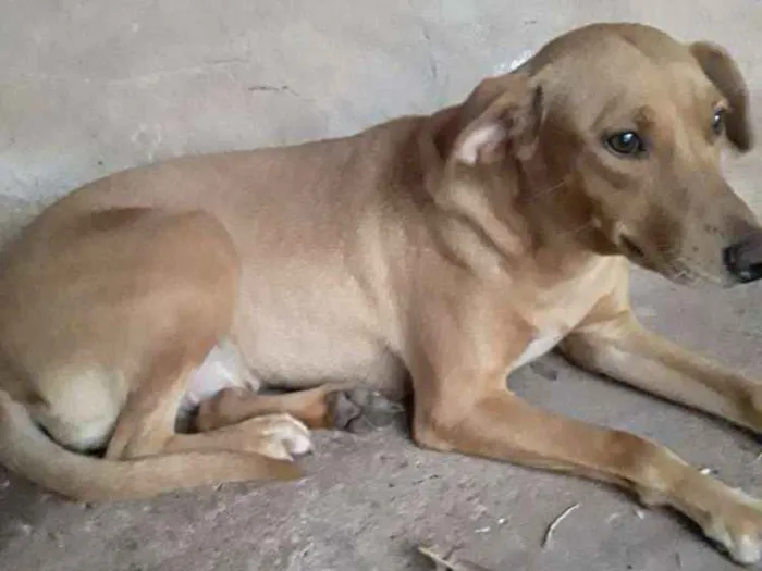 Cachorro ra a Vira lata idade 2 a 6 meses nome Lili