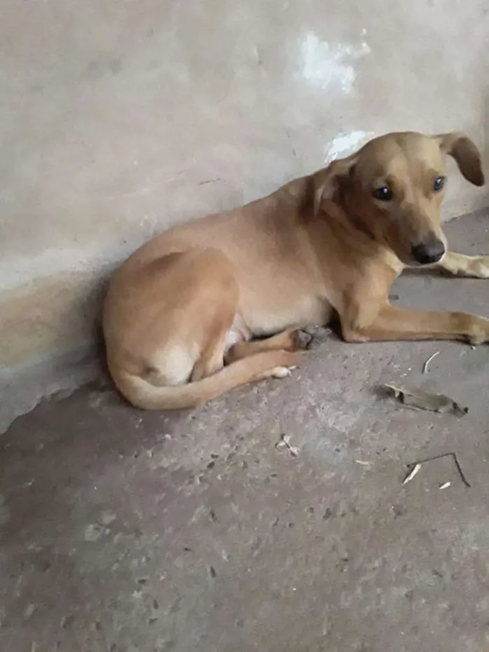 Cachorro ra a Vira lata idade 2 a 6 meses nome Lili