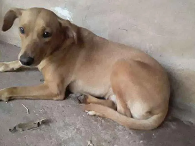 Cachorro ra a Vira lata idade 2 a 6 meses nome Lili