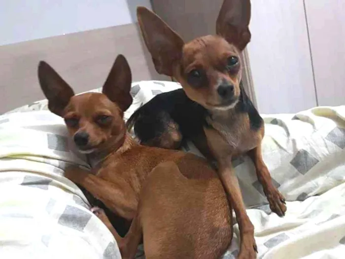 Cachorro ra a Pinscher idade 3 anos nome Sherlock e House