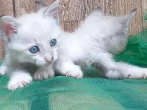 Gato raça Cianes idade Abaixo de 2 meses nome Não tem nome 