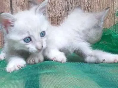 Gato ra a Cianes idade Abaixo de 2 meses nome Não tem nome 