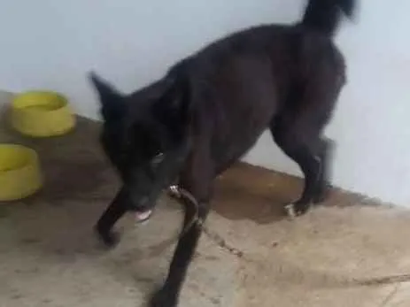 Cachorro ra a indefinida idade Abaixo de 2 meses nome Zeus