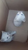 SIAMÊS