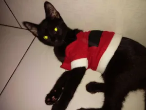 Gato raça SRD idade 2 a 6 meses nome frajola
