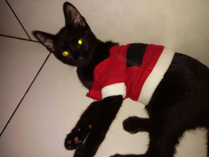 Gato ra a SRD idade 2 a 6 meses nome frajola