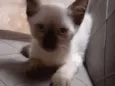 Bella
