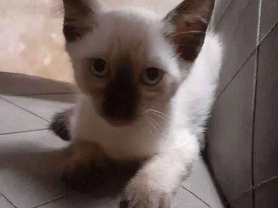 Gato raça Siamês  idade 2 a 6 meses nome Bella