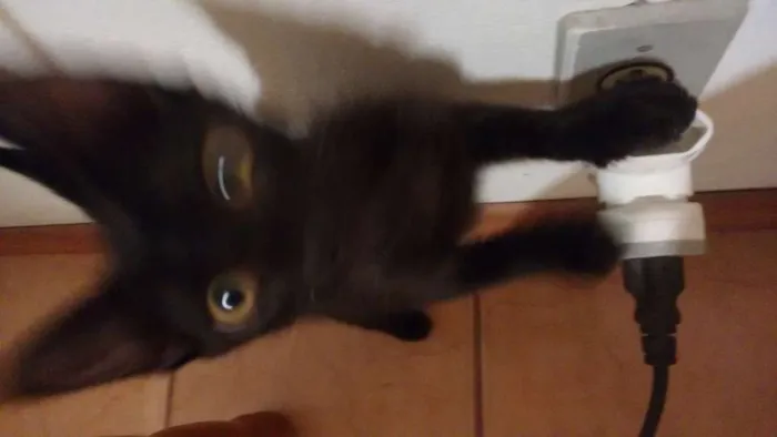 Gato ra a  idade 2 a 6 meses nome PRETINHO