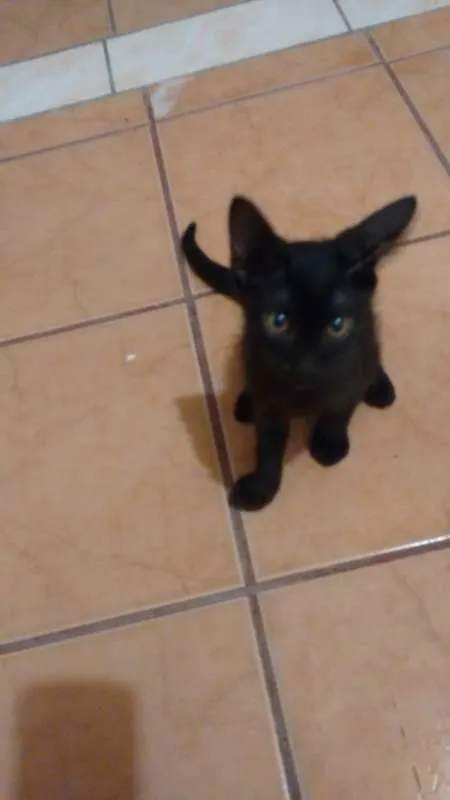 Gato ra a  idade 2 a 6 meses nome PRETINHO