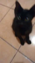 PRETINHO