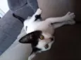 Amora