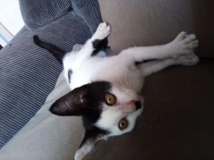 Gato raça Srd idade Abaixo de 2 meses nome Amora